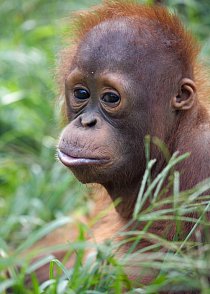 Uvidíte největší rehabilitační centrum pro orangutany. 