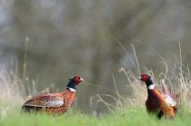 Bažanti bojují o samičku a své teritorium stejně jako mnohá jiná zvířata - bojem. 