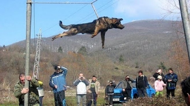 Kruté zvířecí rituály : Roztáčení psů na provaze nad vodou i krvavé zvířecí zápasy...
