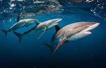 Jardines de la Reina, Kuba: Žralok hedvábný