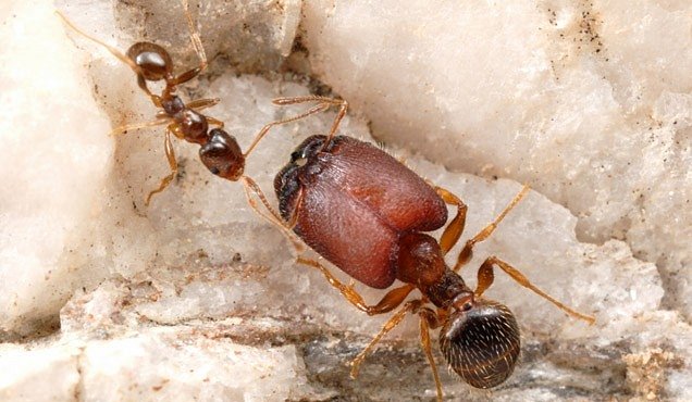 Vědci vytvořili mravenčí supervojáky