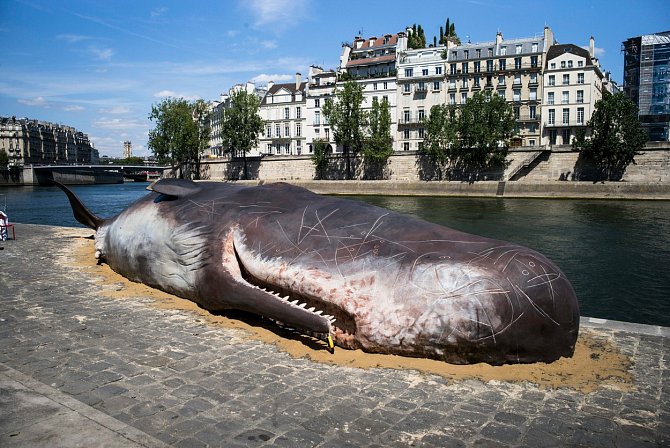 V blízkosti slavné katedrály Notre Dame vzbudila "mrtvá" velryba velký zájem.