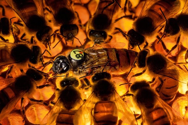 V experimentální kolonii včel odolných proti roztočům natahuje matka jazyk na krmení. Matka, kterou odchovali vědci amerického ministerstva zemědělství, je „hygienická“. Produkuje dělnice, které instinktivně odhalují a zabíjejí kukly napadené roztoči. 