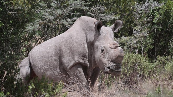 Čeští nosorožci se v Africe snaží zachránit svůj druh