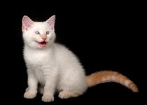 white kitten with funny face