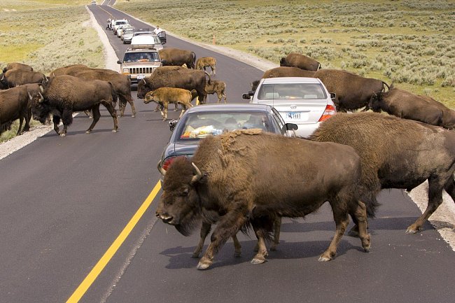 Připravte se na to, že v Yellowstonském národním parku na severovýchodě USA se vám na ploše 8980 m2 může do cesty připlést i stádo bizonů.