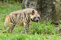 Hyena žíhaná žije v Asii. Najdete ji v Turkmenistánu nebo třeba v Indii.