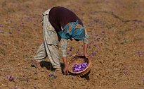 Vesničané z Pampore v Indii sbírají vzácný šafrán. 