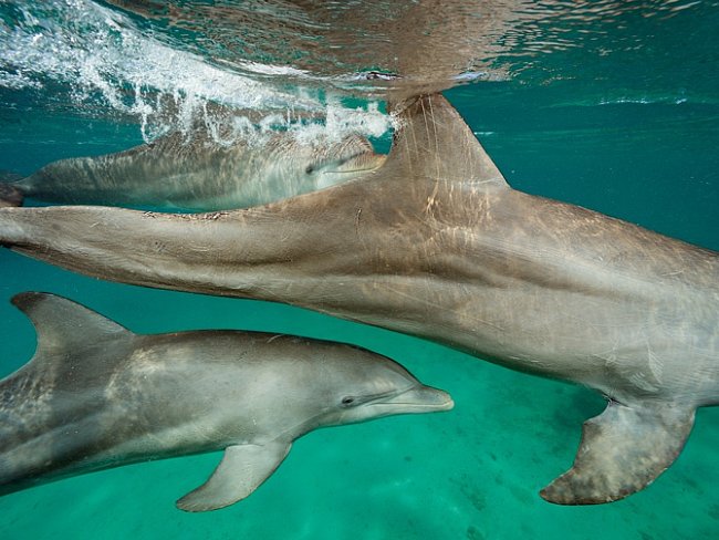 Delfíni skákaví, jako jsou tito delfíni z Ústavu mořské  biologie na ostrově Roatán v Hondurasu, patří k živočichům s největším mozkem v poměru k celkové velikosti těla.  Vědci se snaží rozluštit jejich složité zvukové projevy. 