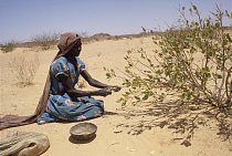 Ti nejchudší, kteří nemají co jíst, sbírají jedovaté bobule, zvané mokhet, které ztratí obsažený jed. Ale musí se vylouhovat v několika čistých vodách, což není v Súdánu snadné. 