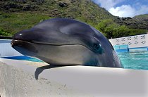 Kekaimalu, jediný žijící kříženec  kosatky černé (Pseudorca crassidens) a delfína skákavého (Tursiops truncatus). Navzdory obavám se mu daří velmi dobře. 