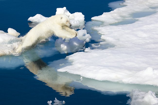 Lední medvědi zase čekají, až led dostatečně zamrzne a oni se budou moci vypravit na lov. 