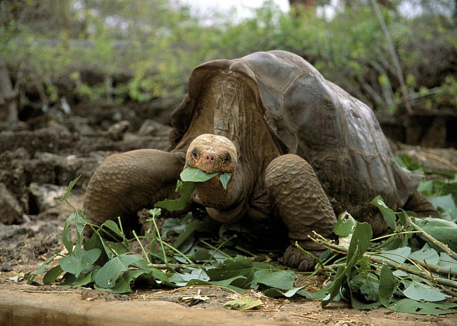 Georgeovi bylo kolem sta let a byl považován za posledního známého jedince druhu želv sloních z ostrova Pinta, který je jedním z nejmenších ostrůvků Galapág.