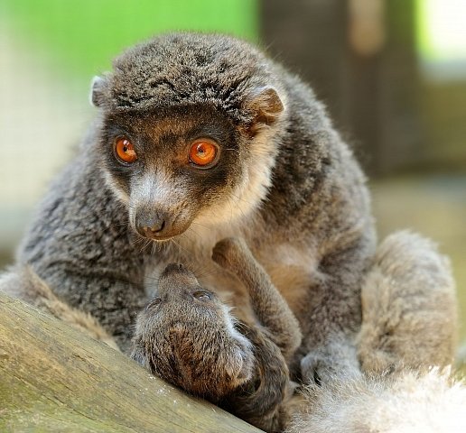 Lemur mongoz (Eulemur mongoz)