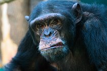 Na tváři šimpanzů se odrážejí jejich emoce