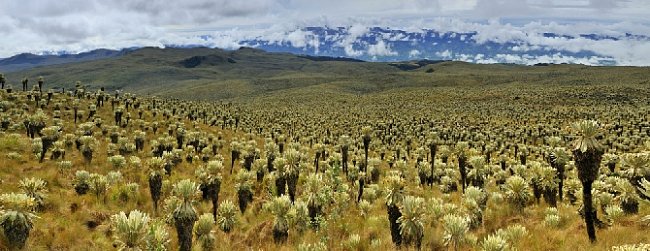Porost klejovek (rod Espeletia) v Andách.