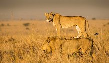 Národní park Nairobi náleží k nejznámějším národním parkům v Keni, kde se lze setkat i s párem lvů.