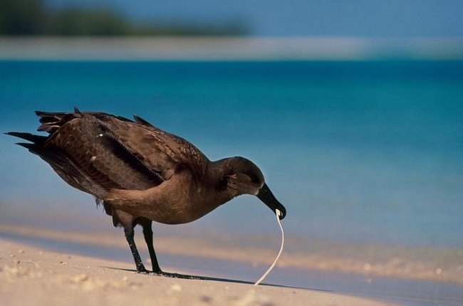 Albatros černonohý chroupá plastový odpadek na jednom ze severozápadních ostrůvků Havajského souostroví. Mořští ptáci hledají obživu v oceánech a oceány jsou plné plastových odpadků.