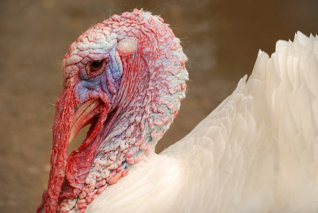 Krocan (Meleagris). Hlava a krk krocanů jsou holé.  Hrubá kůže na nich je modrá. Z brady a krku visí masité, červené laloky a i krk těchto ptáků je posetý masitými výrůstky. Zabarvení těchto holých čá