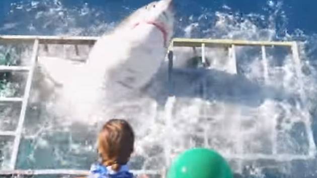 Dramatické video: Lidožravý žralok pronikl do klece s potápěčem. Jak to  dopadlo? - National Geographic