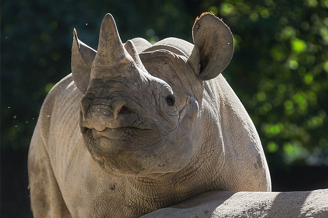 Východní poddruh nosorožce černého patří k nejvíce ohroženým savcům. Rozsáhlá pytlácká činnost na konci 20. století vedla k výraznému poklesu populace nosorožce černého v Africe. Dnes je jejich celosvětový počet odhadován na 800 zvířat. 
