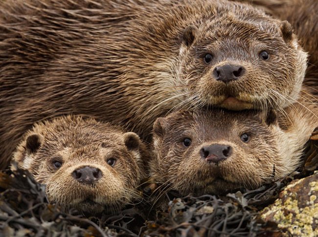 Na Shetlandských ostrovech matka se dvěma mladými samečky pozorně sleduje cvakání fotoaparátu. 