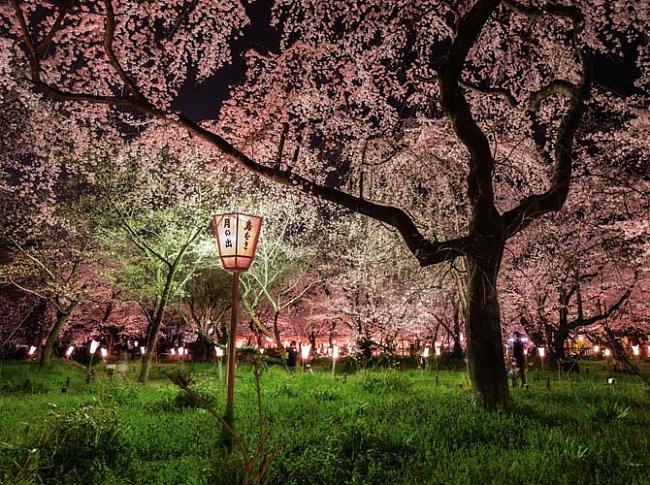 Na jaře je v Japonsku opravdovou událostí noční pozorování rozkvetlých sakur, například u šintoistické svatyně Hirano v Kjótu. 