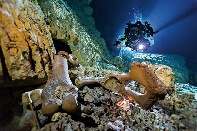 Kosti nejméně 26 živočichů z doby ledové, například mastodonta druhu Gomphoterium (nahoře), leží na dně zatopené jeskyně Hoyo Negro, kde potápěči nalezli ostatky dívky pojmenované Naia. V průběhu jejího krátkého života byly tyto jeskyně většinou suché. 