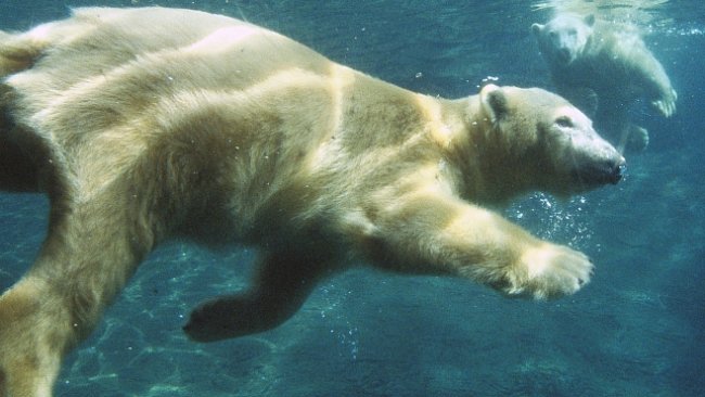 VIDEO: Lední medvěd použil nástroj, aby utekl ze zoo. Jak chytrá jsou zvířata?