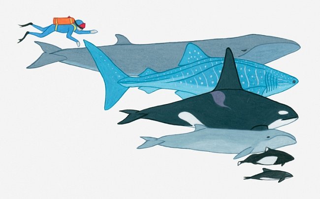 Illustration showing the size of Fin Whale, Whale Shark, Killer Whale, Pygmy Right Whale, Dall\'s Porpoise, Black Dolphin in comparison to a human being