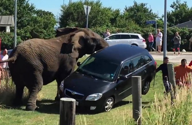 Slon demoluje auto