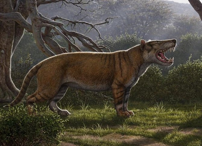 Simbakubwa kutokaafrika, obrovský masožravec objevený na základě nálezu většiny čelisti, částí lebky a částí kostry v Keni, byl členem vyhynulé skupiny známé jako hyaenodonti.