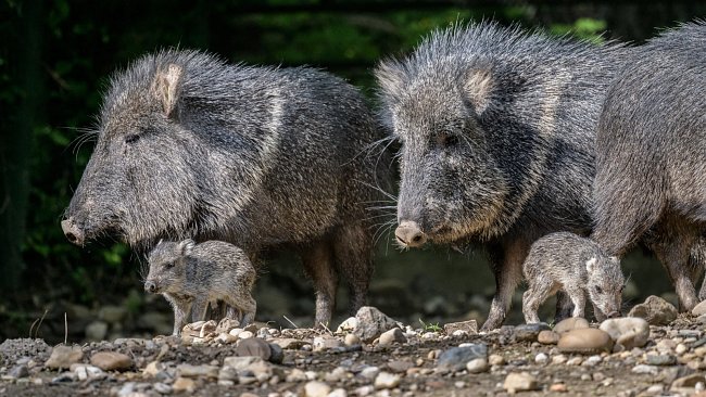 Narození pražských mláďat pekari Wagnerova přišlo jen pár měsíců poté, co desítky pekari v paraguayské chovné stanici Proyecto Taguá podlehly doposud neznámé smrtící chorobě, která patrně sužuje i volně žijící populaci.