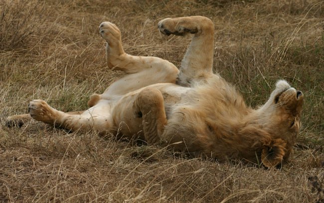 Lvi jsou velcí spáči - dokážou prospat většinu dne.