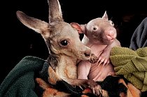 Asi pětiměsíční mláďata - klokan Anzac a samička vombata Peggy - se k sobě choulí ve středisku pro záchranu divokých zvířat v Kilmore ve Victorii. Matky obou zvířat zabila auta. Záchranáři doufají, že