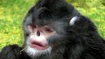 Opice s rozpláclým nosem: fotka tvora, o němž věda nevěděla