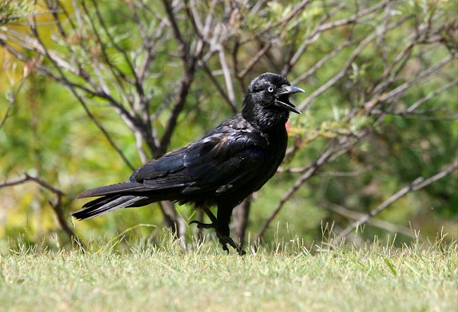 Vrána dokáže dostat ropuchu na záda, čímž se vyhne kontaktu se žlázami s jedem.