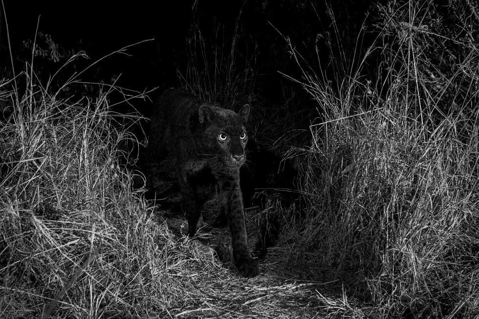 Poprvé od roku 1909 existuje důkaz, že v Africe žije vzácný černý leopard. V keňské rezervaci jej zachytila fotopast britského fotografa Willa Burrarda-Lucase. Zbarvení kočkovité šelmy je způsobeno nadprodukcí tmavého pigmentu melaninu v kůži a srsti.