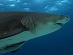 NG Channel: Narození žraloka citronového