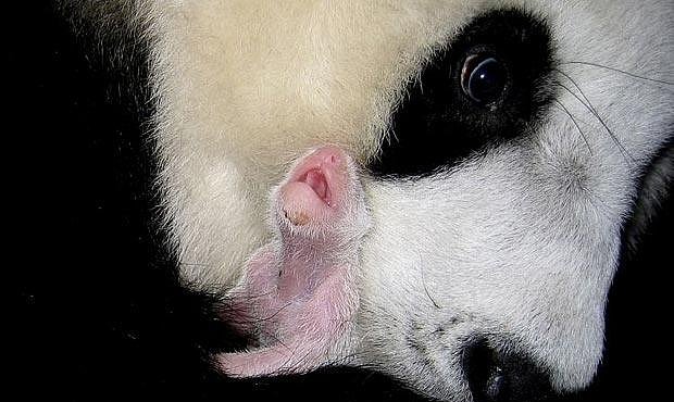 VIDEO: Čínská panda porodila krásné mládě
