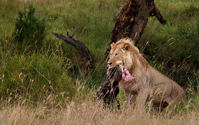 Fotografický workshop je koncipován tak, aby účastníci byli schopni pořídit záběry vymykající se běžným snímkům ze zoologických zahrad nebo evropských safari. 