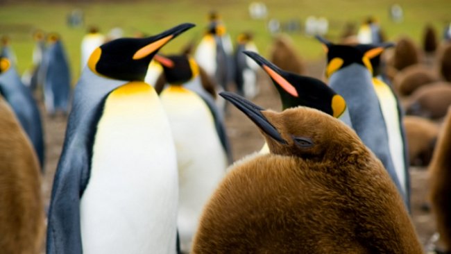 Souboj tučňáků a albatrosů o nadvládu. Vítejte na Falklandách