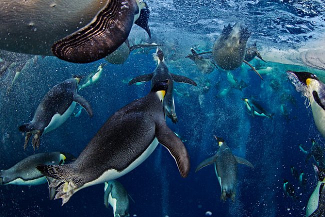 Tučňáci jsou dokonale přizpůsobení lovu a potápění ve vodě.