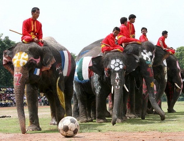 Fotbal v podání slonů bývá někdy i součástí turistických atrakcí.