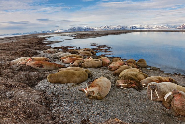 Skupina mrožích samců podřimuje na souostroví Svalbard. 