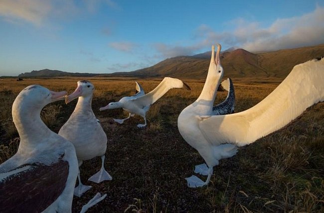 Na západním břehu ostrova Marion se čtveřice albatrosů stěhovavých dala do rituálního tance. K sestavě zvuků a pohybů patří i „zpívání k obloze“ (na fotografii vpravo). Ptáci navazují partnerství na celý život a tanec jim pomáhá najít vhodného partnera.