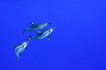 Delfíni dlouholebí nedaleko havajského ostrova Kona se po ránu baví tím, že se zdobí listy.  Hra je důležitou součástí jejich společenského života a vědci se domnívají, že hraje zásadní  roli v rozvoji poznávacích dovedností. 