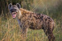 Hyeny skvrnité jsou na rozdíl hyen žíhaných a hnědých výbornými lovci.