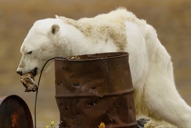 Vyčerpaný lední medvěd sáhl v nouzi po odpadcích z koše