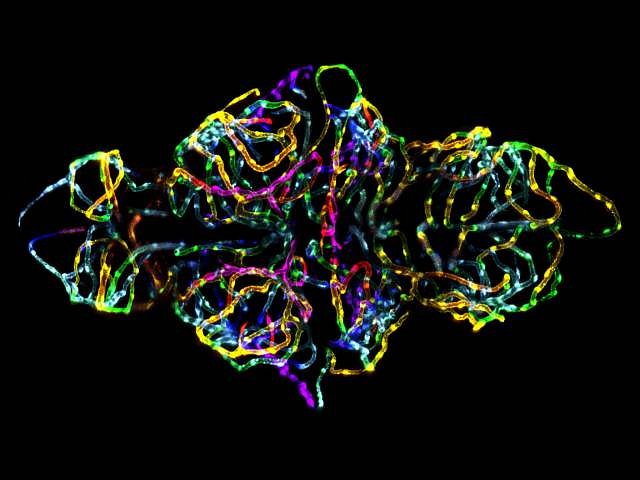 Krevní mozková bariéra v živém embryu rybky dánio pruhované. FOTO: Jennifer L. Peters a Michael R. Taylor 